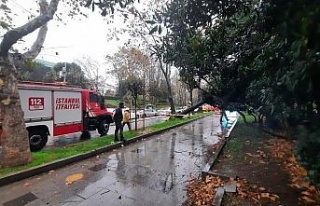 Maçka Parkı girişinde ağaç devrildi: Trafik durma...