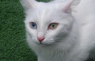 Van kedisi dünyanın en güzel kedileri arasında...