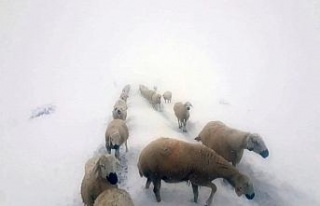 Kara yakalanan çobanların sürüleri ile göçü...