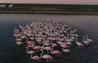İstanbul’da flamingoların büyüleyici görüntüsü
