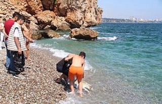 Antalya’da dünyaca ünlü sahile ölü caretta...