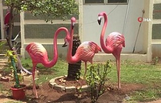 Hindistan’da "Flamingo Festivali"