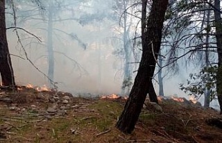 İzmir’in iki ilçesindeki orman yangınlarında...
