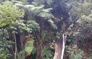 Meksika’da 25 metrelik ağaç devrildi: 3 ölü,...