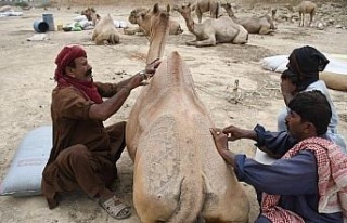 Pakistan’da Kurban Bayramı öncesi develer süslendi