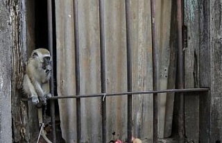 Tanzanya’da maymunların kaçırdığı 1 aylık...