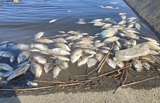 Balık ölümleri, onarımdan dolayı kanaldaki suların...