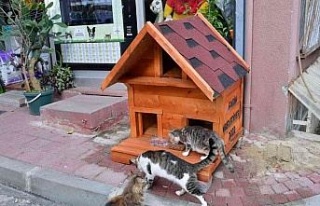 Fatih’te evi parçalanan kedi yeni yuvasına kavuştu