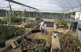 Samandağ Belediyesi süs bitkilerini kendi üretiyor