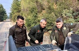 Yaralı tilkiyi Orman İşletme Müdürlüğü ekipleri...