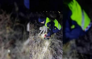 Jandarma kaybolan 45 küçükbaş hayvanı buldu