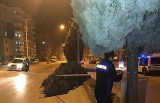 Konya’da şiddetli rüzgar ağaçları devirdi