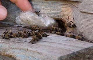 Yalancı bahar arıları vurdu