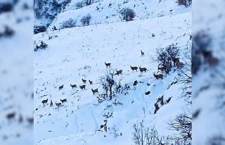 Malatya’da kar altında yiyecek arayan yaban keçileri...