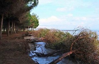 Samsun’da kıyı erozyonu: Hırçın Karadeniz ağaçları...