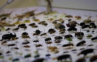10 yılda topladıkları 200 bin böceği müzede...