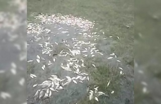 Malatya’da sel nedeniyle taşan göldeki balıklar...