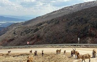 Tunceli’de tuz için kara yoluna inen yaban keçileri...