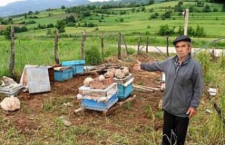 Amasya’da köylere inen ayılar arı kovanlarına...