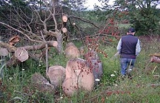 İlginç hırsızlık: 150 yıllık çınar ağaçlarını...