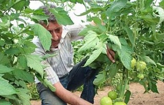 Türkiye’nin domates ihtiyacının yüzde 30’u...