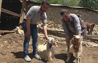 Kastamonu’da kurtlar 50 kurbanlık hayvanı telef...