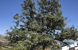 Amasya’da uçuruma uçan otomobili ağaç kurtardı:...