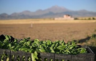 Genç çiftçiler Erciyes’in eteğinde marul üretiyor