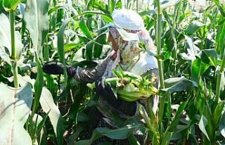 Türkiye’nin meşhur Mardar mısırında hasat başladı