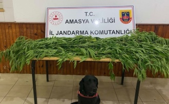 Amasya’da jandarmadan uyuşturucu operasyonu: Yeşilırmak’ın kıyısında yasadışı kenevir yetiştiren iki şahıs yakalandı