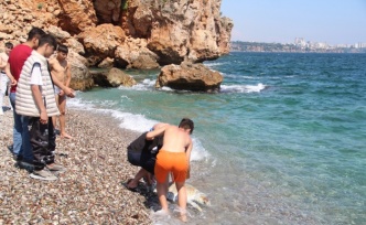 Antalya’da dünyaca ünlü sahile ölü caretta caretta vurdu
