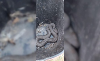Araç içerisinde sıkışan dev yılan, ekipler tarafından kurtarıldı