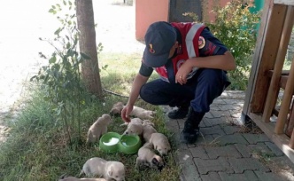 Anne köpek ve yavruları, jandarma tarafından barınağa teslim edildi