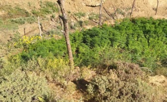 Bingöl’de 5 bin kök kenevir bitkisi ele geçirildi