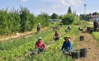 Kastamonu’da 400 bin adet yabani meyve üretimi gerçekleştirildi