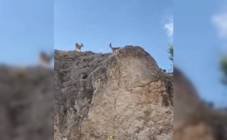 Koruma altındaki dağ keçileri Harput’ta görüntülendi
