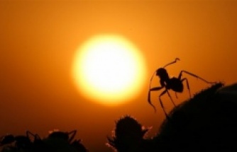 Karıncaların gözlerden uzakta yaşamı