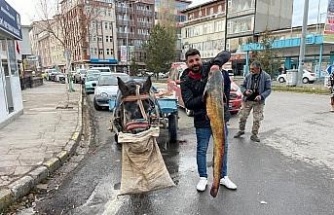 Ardahan’da boyları 1,5 metreyi aşan 5 yayın balığı yakalandı