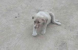 Sokakta bulunan yaralı köpek tedavi altına alındı