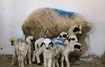 Amasya’da koyun altız yavruladı