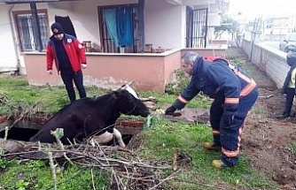 Su dolu çukura düşen inek, lahanayla kurtarıldı