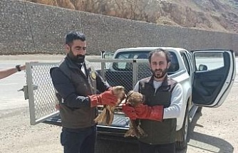 Bingöl’de yaralı bulunan akbaba ve Su Şahinleri tedavi altına alındı