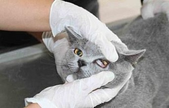 Fırat Üniversitesi Hayvan Hastanesi’nde 5 ayda 3 bin hayvan tedavi edildi