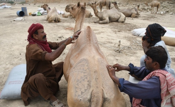 Pakistan’da Kurban Bayramı öncesi develer süslendi