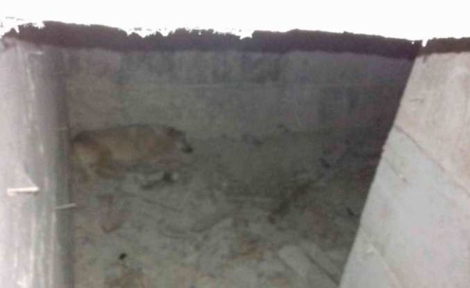 Ankara’da su kuyusuna düşen köpek kurtarıldı
