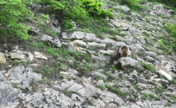 Artvin’de anne ayı yavrusunu emzirirken kameralara takıldı