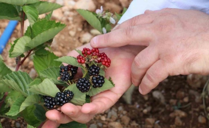 Erzincan’da atıl araziler tarıma kazandırılıyor