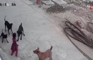Hindistan’da sokak köpekleri 4 yaşındaki çocuğa saldırdı