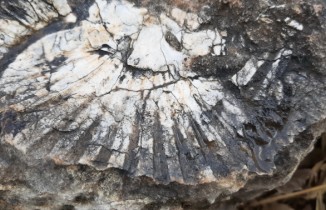 Kaya parçasında en az 65 milyon yıllık deniz canlısı bulundu